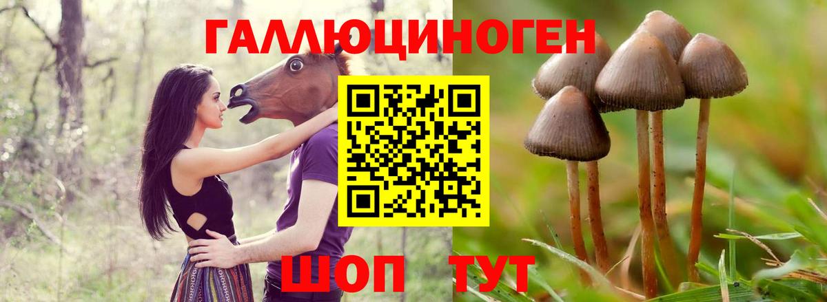 Псилоцибиновые грибы мицелий Шадринск